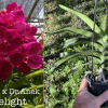 V.-SM.-Delight-eBay-edit-90mm.png