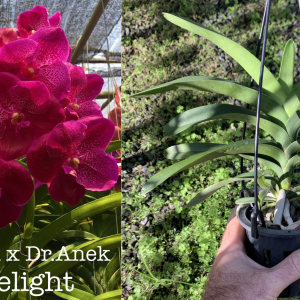 V. SM Delight MERICLONE FLOWERING SIZE