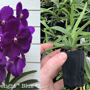 V. Somsri Delight 'Blue'