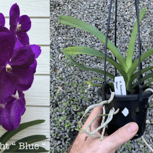 V. Somsri Delight 'Blue' MERICLONE NEAR FLOWERING SIZE 90mm Pot