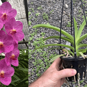 V. Somsri Velvet MERICLONE NEAR FLOWERING SIZE