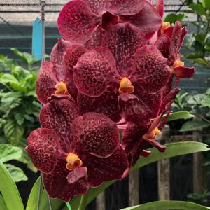 V. Paramate Star x Bitz's Heartthrob FLOWERING SIZE 90mm Pot