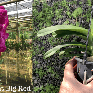 V. Kasem's Delight 'Big Red' MERICLONE NEAR FLOWERING SIZE