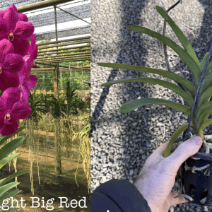 V. Kasem's Delight 'Big Red' MERICLONE FLOWERING SIZE 90mm