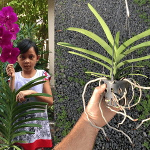V. Leong Hong Toh MERICLONE NEAR FLOWERING SIZE