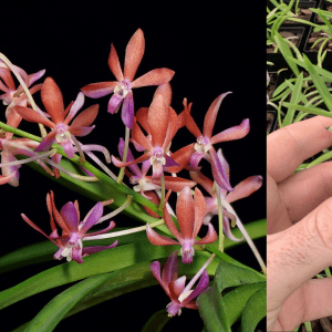 Vanda Peaches (Vanda falcata x Vanda curvifolia) 50mm Square Pot