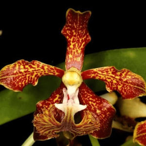 Vanda V. roeblingiana SPECIES 90mm Web Pot