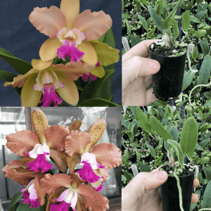 Rlc. Rosella's Caudebec Leopard 'Ivy' X Rlc. Deception Penny
