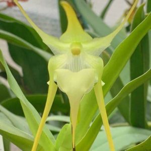 Aeranthes grandiflora