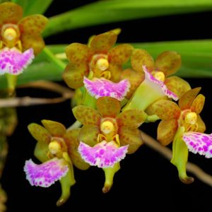 Aer. flabellata