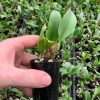 Ctt. Doris and Byron 'Christmas Rose' - Thumbnail Image 2