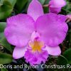 Ctt. Doris and Byron 'Christmas Rose' - Thumbnail Image 1