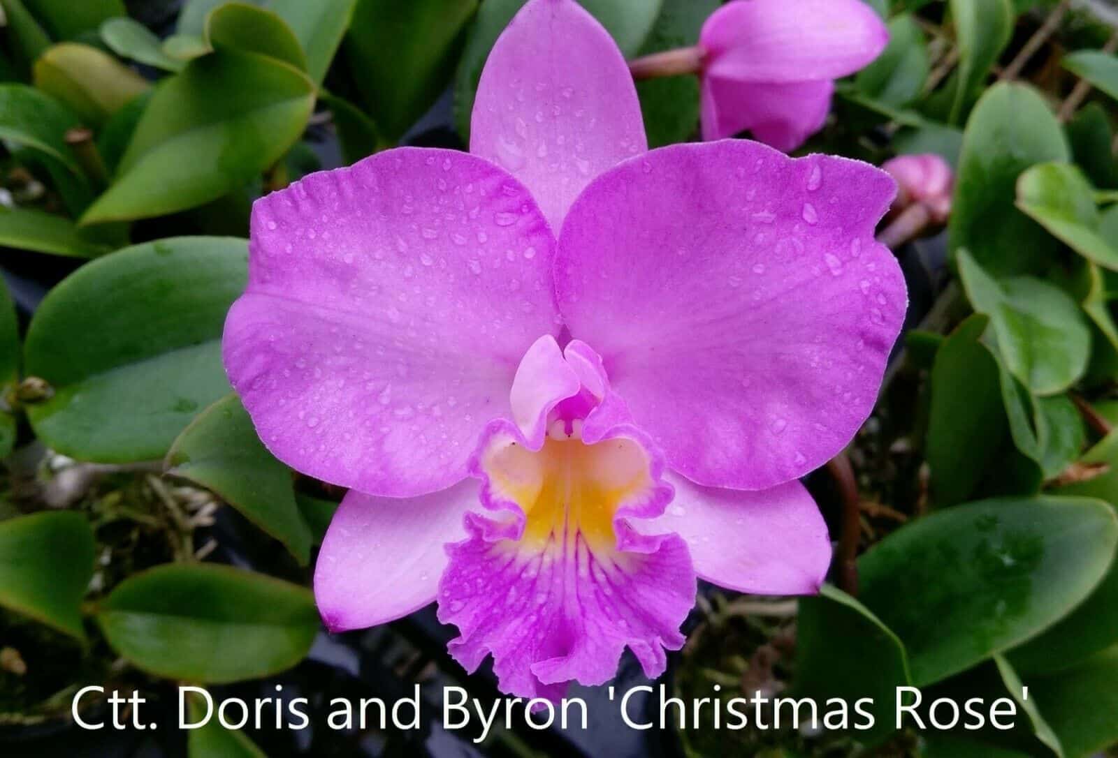 Ctt. Doris and Byron 'Christmas Rose' - Image 1