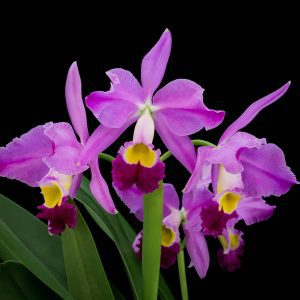 C. eldorado 'M Ito' BM/JOS