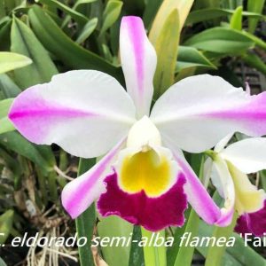 C. eldorado semi-alba flamea    'Fairy'