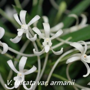 V. falcata var. armanii 'White Snow' x self