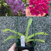 gigantea-Blue-x-Red-ebay-edit.png