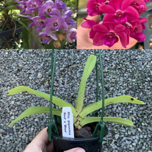 Rhy. gigantea 'Blue' x 'Red' SPECIES 90mm Pot FRAGRANT