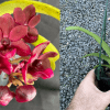 gigantea-red-ebay-edit.png