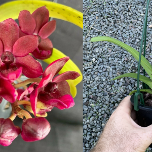 Rhy. gigantea 'Red' SPECIES 90mm Pot FRAGRANT