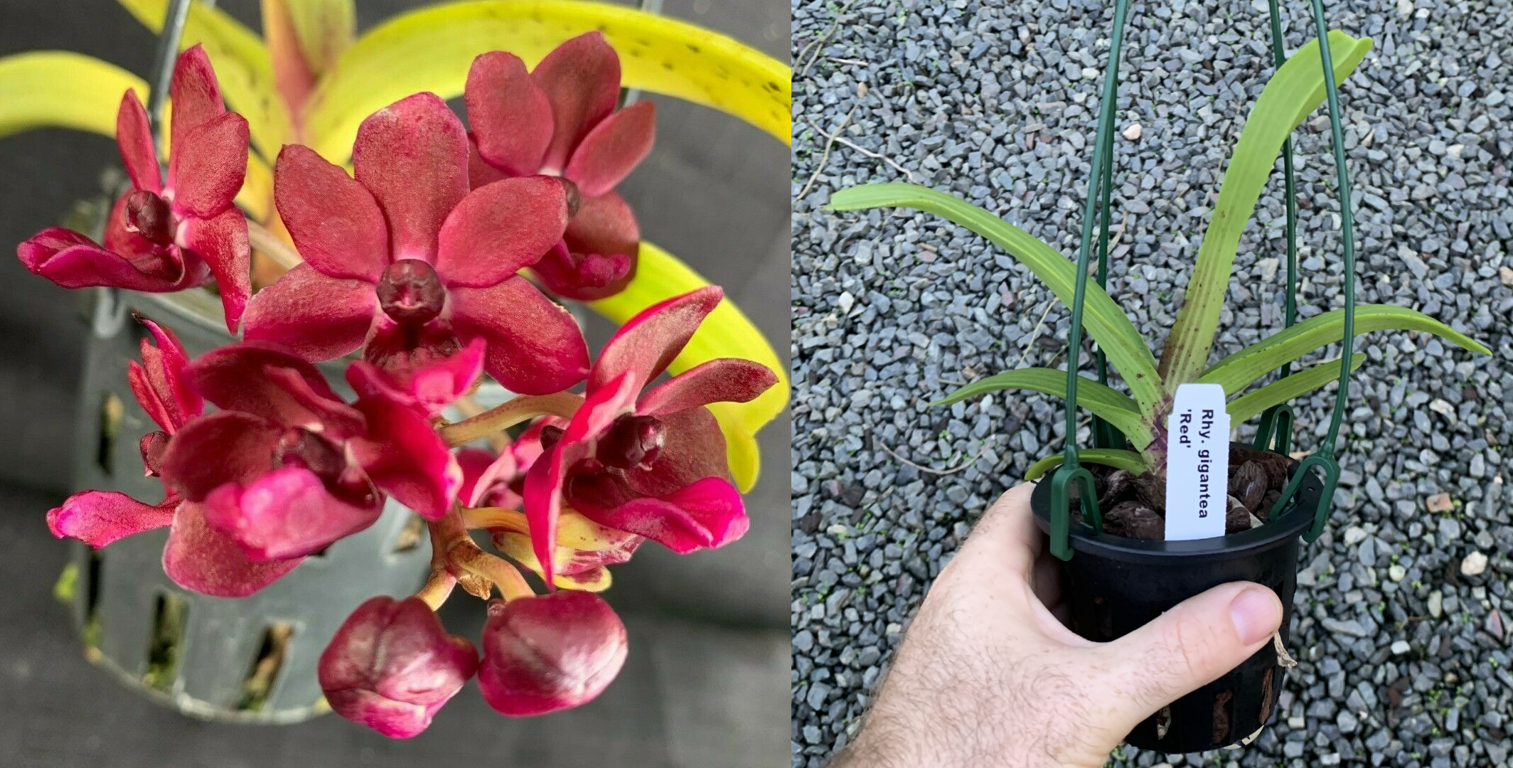 gigantea-red-ebay-edit.png