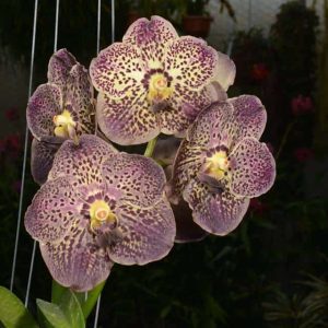 V. Gracies Hearthrob