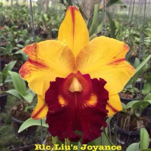 Rlc. Liu's Joyance .... Advanced Size