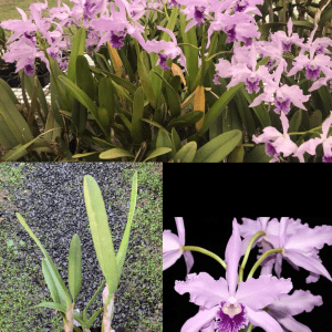 C. lobata var. coerulea '#1' x C. lobata 'Smokey' FLOWERING SIZE SPECIES