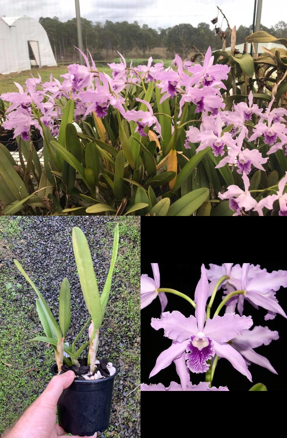 lobata-coerulea-ebay-edit.png