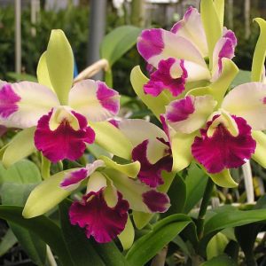 Ctyh. Epi Mae Bly 'Ching Hua Splash'