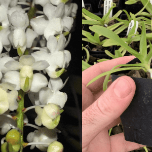 Aerides Aer. odorata alba SPECIES 50mm Square Pot