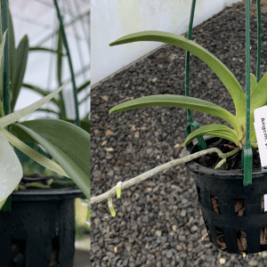 Angcm. praestans SPECIES 90mm Pot FLOWERING SIZE RARE