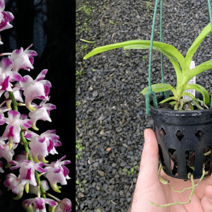 Aer. quinquevulnera SPECIES 90mm Pot FLOWERING SIZE
