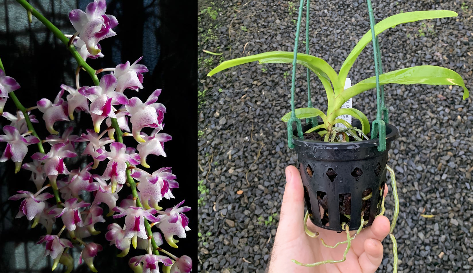 quinquevulnera-ebay-edit.png