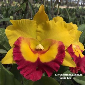 Rlc. Chomthong Delight 'Smile Lip'