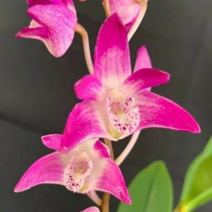 Den. (Gulginni x Wodonga) 'Roseglow'