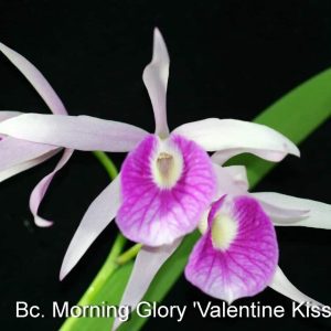 Rlc Liu's Joyance 'Yung Tien #3 x Morning Glory
