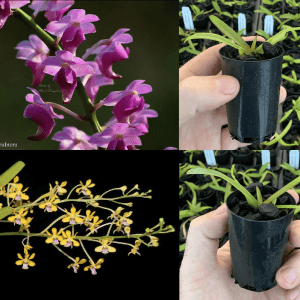 Aer. quinquevulnera x V. testacea