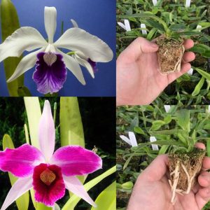 Cattleya purpurata (roxo violeta x werhauseri) x flamea