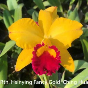 Rth. Hsinying Fancy Gold 'Ching Hua'      SM/TOGA