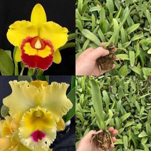 Rlc. Chunyeah x Rlc. Dal's Thunder 'Downunder'