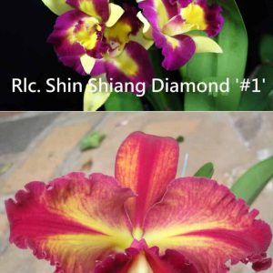 Rlc. Shin Shiang Diamond x Rlc. Toshie Aoki
