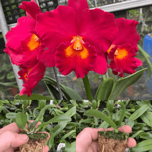 Rlc. Paradise Ruby 'Red'