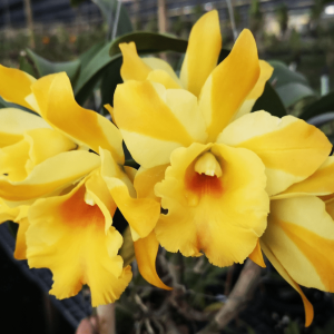 Rth. Nell Hammer FLOWERING SIZE