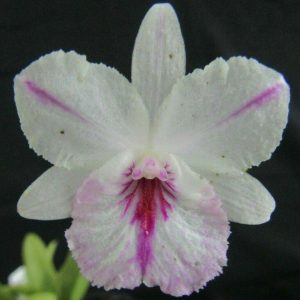 Bro. sanguinea 'Star Splash'