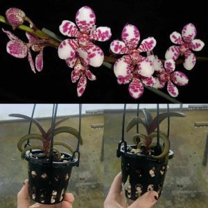 Sartylis  Bravehart 'Sandy' AM/AOC FLOWERING SIZE 90mm Basket