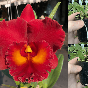 Rlc. Siam Red