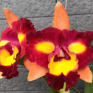 Rlc. Star Platinum 'No 2' FLOWERING SIZE