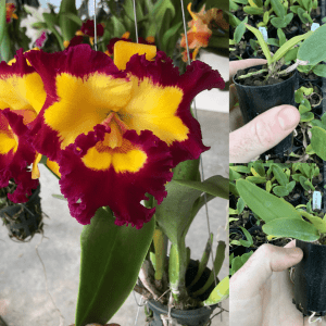 Rlc. Village Chief Rose 'Gangshan King'