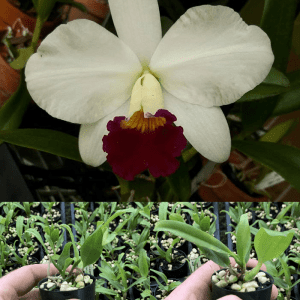 C. Imperial Charm 'Ace'